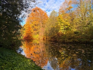 autumn trees reflection on the pond surface, amazing golden fall in the park, colorful leaves