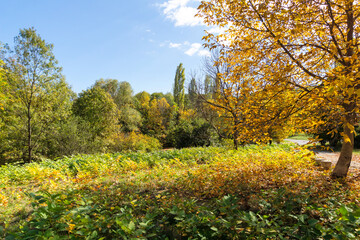 Naklejka premium Autumn Landscape of South Park in city of Sofia, Bulgaria