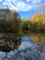 autumn trees reflection on the pond surface, amazing golden fall in the park, colorful leaves