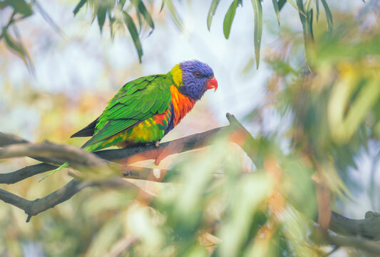 Fototapeta Close-up side view of a Wild rainbow lorikeet (Trichoglossus moluccanus) perched on a eucalypt branch, Melbourne, Victoria, Australia