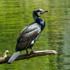 The great cormorant, Phalacrocorax carbo sitting on a branch
