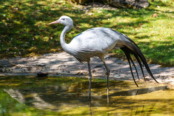 The Blue Crane, Grus paradisea, is an endangered bird