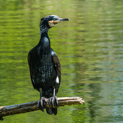 The great cormorant, Phalacrocorax carbo sitting on a branch