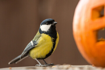 The great tit © zamass