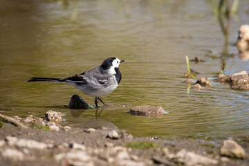 White wagtail
