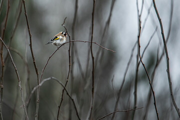 European Goldfinch