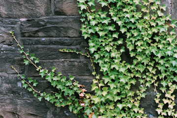 Green ivy growing on an old stone wall in Cardiff city center