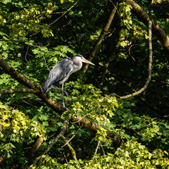 Grey heron, Ardea cinerea, sitting on a branch in a tree and looking around