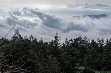 雲海の波頭に立つ深緑の針葉樹林