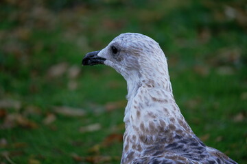 close up of a seagull