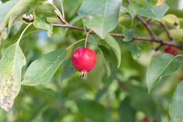 Apple. The fruit of a small-fruited apple tree on a branch.