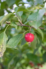Apple. The fruit of a small-fruited apple tree on a branch.