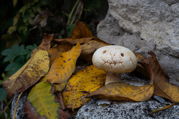 Mushroom with carved face among autumn leaves on a stone. Halloween themed autumn composition.