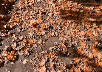 Colorful autumn leaves on pavement, fall season background with natural foliage and street texture