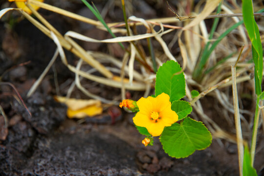 Close-Up of Hawaiian ʻIlima Bloom Against Dark Volcanic Stone