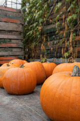 Vibrant orange pumpkins arranged on a textured surface with wooden crates and green vines in the background, showcasing autumn harvest and seasonal produce