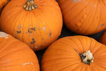 Vibrant orange pumpkins with textured skin and unique shapes are arranged closely together,...