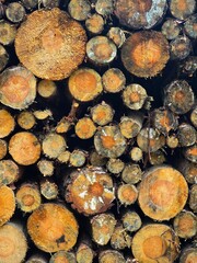 A dense, textured full-frame view of stacked, freshly cut wooden logs showing varying sizes, tree rings, and vibrant orange and brown tones.