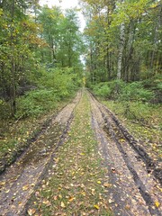 A long, muddy, rutted forest track lined with green trees and scattered yellow leaves leads into the distance under an overcast sky.