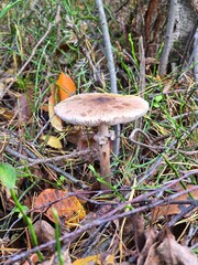 A single, brown parasol mushroom, parasol macrocarps (kania) with a broad cap grows from a thick layer of light green moss and pine needles on the autumn forest floor.