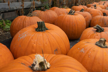 Vibrant orange pumpkins arranged in a rustic outdoor setting, showcasing their textured skin and natural imperfections, perfect for autumn harvest themes and seasonal decorations