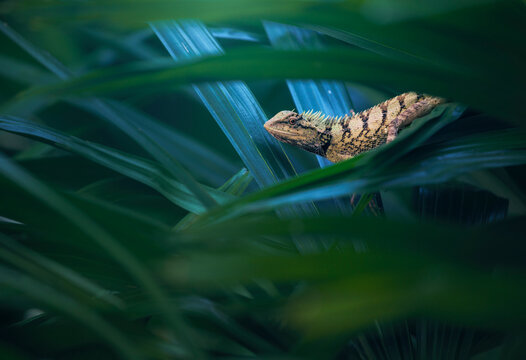 Close-up side view of an Emma Gray's Forest Lizard (Calotes emma) on the leaves of a plant in the jungle, Krabi, Thailand