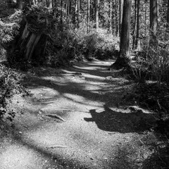 black and white trail green forest of coniferous trees on a warm sunny spring day