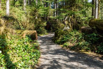 green forest of coniferous trees on a warm sunny spring day
