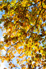 Vibrant autumn leaves are showcased against a clear blue sky, creating a serene and peaceful ambiance in nature's beauty