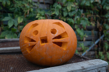 Carved pumpkin with cat face design sits on rustic wooden table surrounded by greenery, showcasing festive autumn spirit and seasonal decoration ideas