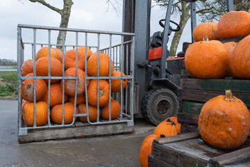 Orange pumpkins stacked in a metal crate beside a forklift, showcasing autumn harvest and agricultural abundance in a rustic outdoor setting with trees in the background
