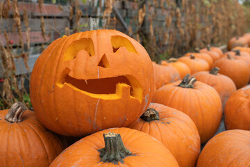 Carved pumpkin with a smiling face is surrounded by a group of pumpkins, showcasing autumn harvest and seasonal decorations in a rustic outdoor setting