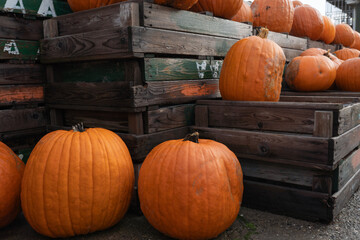 Vibrant orange pumpkins stacked on wooden crates create a rustic autumn scene, showcasing the seasonal harvest and natural textures in a farm setting