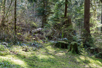 green forest of coniferous trees on a warm sunny spring day