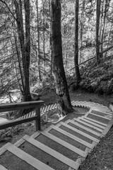 trail with steps in green forest of coniferous trees on a warm sunny spring day