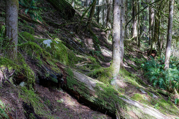green forest of coniferous trees on a warm sunny spring day