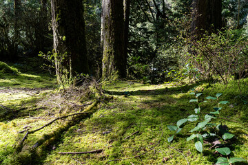 green forest of coniferous trees on a warm sunny spring day