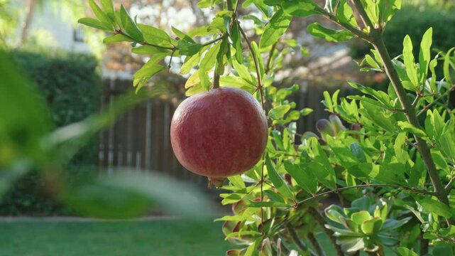 Large Ripe Pomegranate Hanging on a Tree in a Sunny Backyard