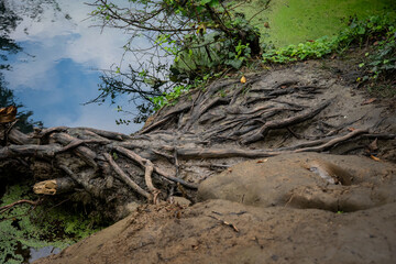 Tree Roots Intertwined on Muddy Riverbank