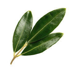 Three fresh green olive leaves on a sprig isolated against a simple , isolated on transparent background, perfect cutout, PNG