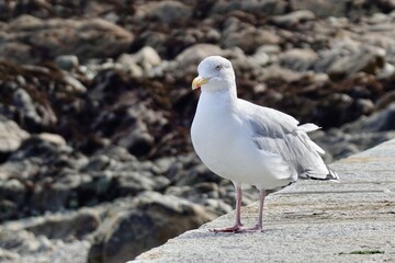 seagull on the beach