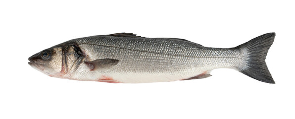 European seabass or Dicentrarchus labrax, whole raw labrax, branzino fish, European bass