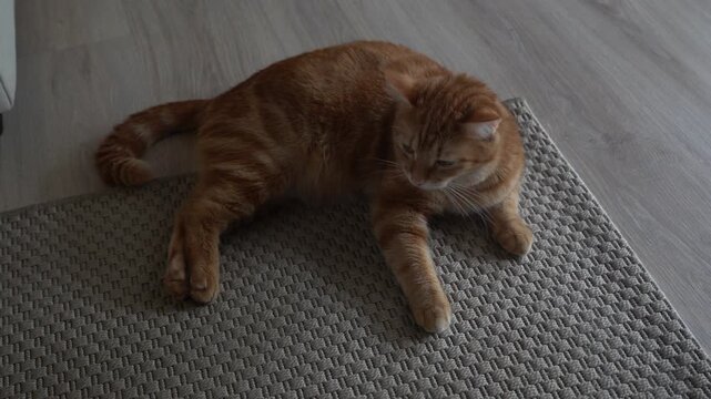 A young ginger cat plays on the floor. An active ginger cat.