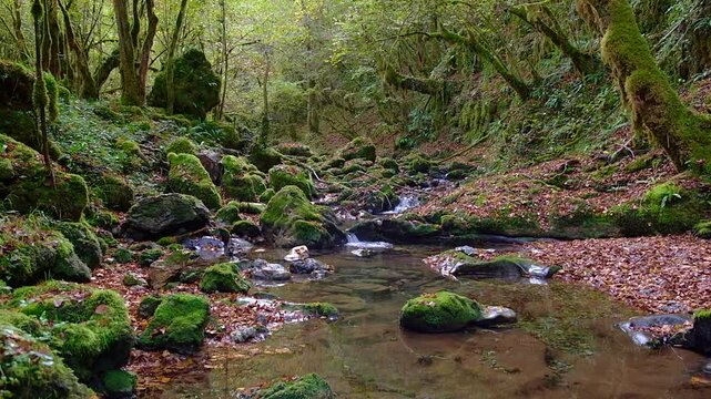 Mountain stream in autumn forest with mossy rocks and fallen leaves