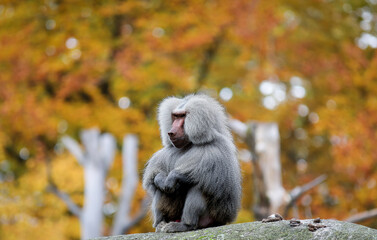 Baboon at Munich Zoo