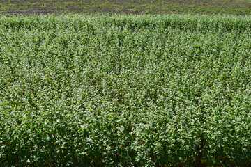 蕎麦畑 小さな白い花