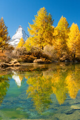 Matterhorn Mountain and Yellow Larches in Autumn on Sunny Day. Reflection in Green Lake Grindjisee. Swiss Alps. Fall Colors. Valais, Switzerland