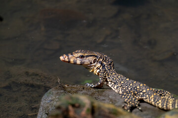 lizard on the rock lizard monitor