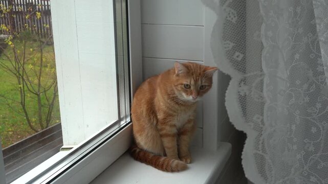 A young ginger cat sits on the windowsill near the window.