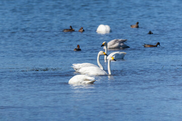 湖に飛来した白鳥